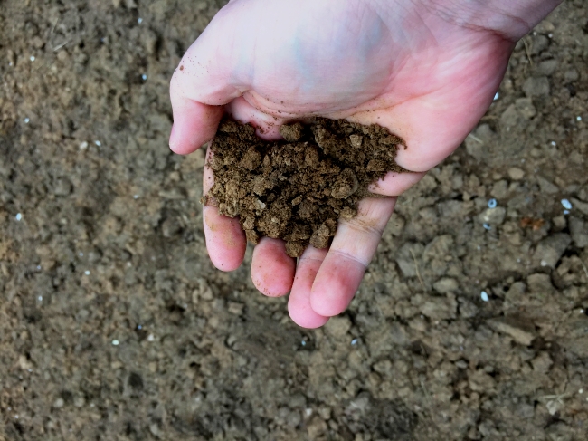 Das Ergebnis ist wunderbar feuchter und feinkrümeliger Gartenboden, ein himmelweiter Unterschied zu vorher