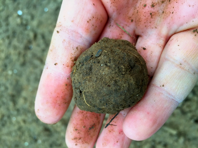 schwerer gartenboden lehmhaltig